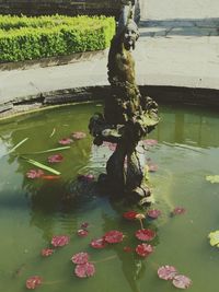 Reflection of trees in pond