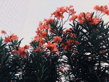 Low angle view of flowering plants against orange sky