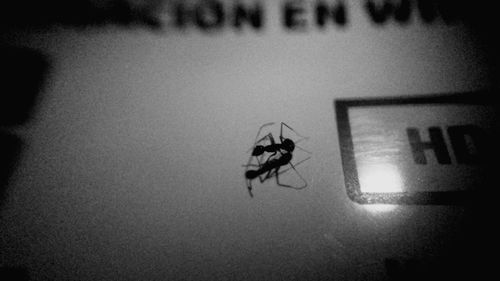insect