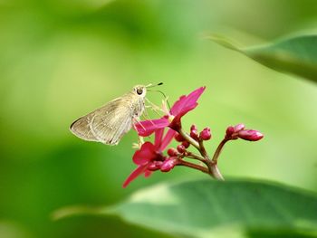 Close-up of butterfly pollination on flower - hesperiidae