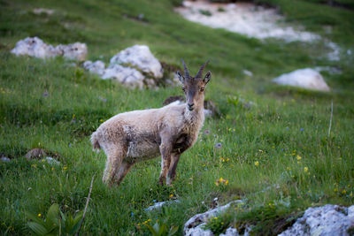 Side view of goat standing on grass