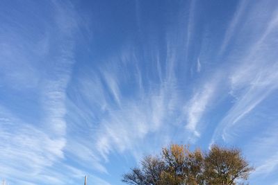 Low angle view of trees against blue sky