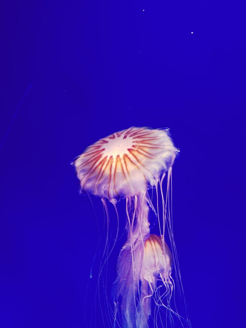 underwater, jellyfish, sea life, swimming, water, blue background, undersea, blue, sea, one animal, floating in water, tentacle, animal wildlife, animals in the wild, animal themes, no people, studio shot, close-up, nature