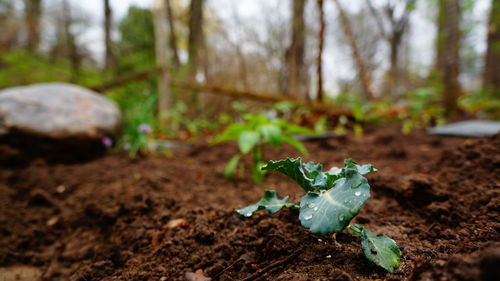 Close-up of fresh green plant