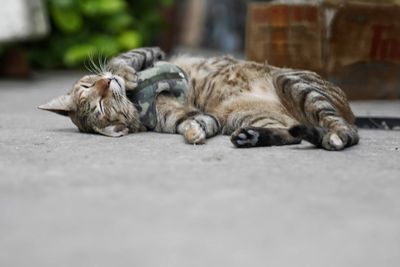 View of a sleeping cat