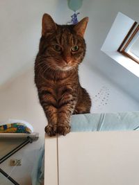 High angle view of cat sitting on floor