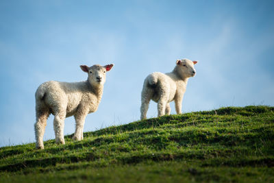 Two cute baby lambs standing on the top of green hill in the soft morning sunlight