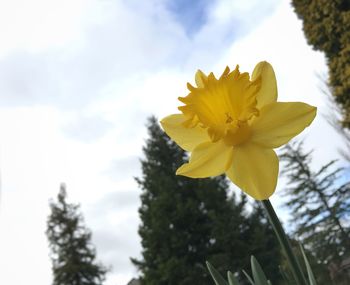 Close-up of yellow flower against sky