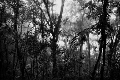 Trees in forest