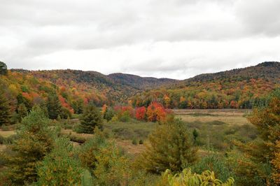 Scenic view of forest against sky during autumn