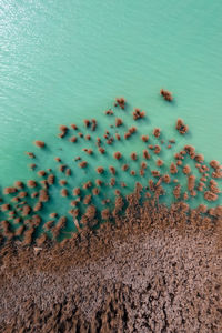 Zanka, hungary - aerial view about beautiful reeds formation with crystal clear turquoise water.