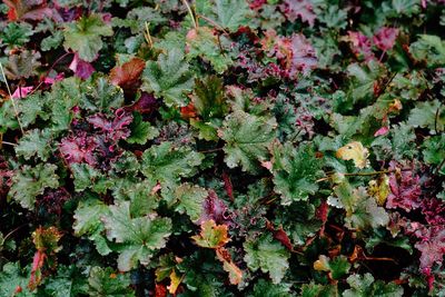 High angle view of plants growing on field