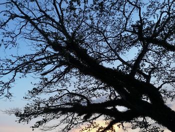 Low angle view of silhouette tree against sky