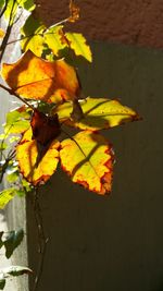 Close-up of yellow autumn leaf