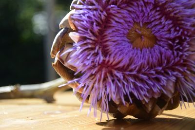 Close-up of purple flowering plant