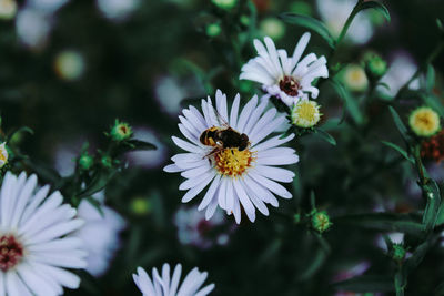 Close-up of insect on white flowering plant