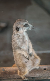 Meerkat