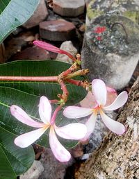 Close-up high angle view of flowers and leaves