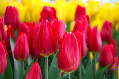 Closed up beautiful tulips yellow and red color contrast in the garden landscape background