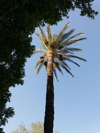 Low angle view of palm tree against clear blue sky