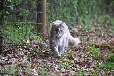 Portrait of a cat on field