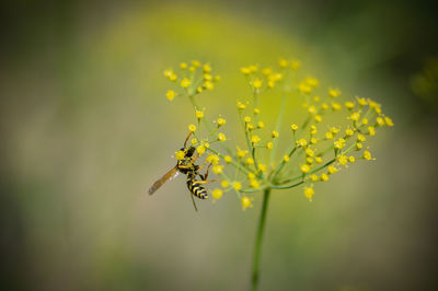 Close-up of insect on yellow flower