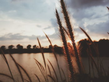 Plants at sunset