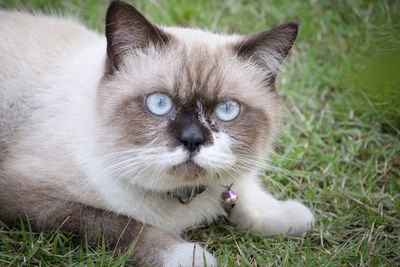 Portrait of cat on field