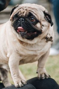 Close-up portrait of dog