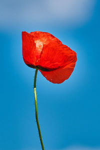 Close-up of red poppy flower against blue sky