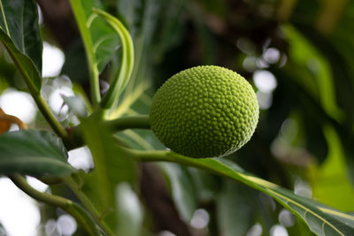 Close-up of breadfruit tree