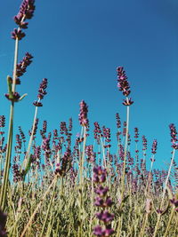 Low angle view of flowering plants on field against clear blue sky