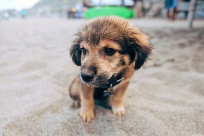 Close-up portrait of puppy