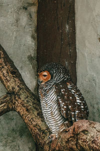 Close-up of bird perching on tree