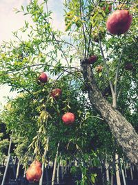 Low angle view of apples on tree