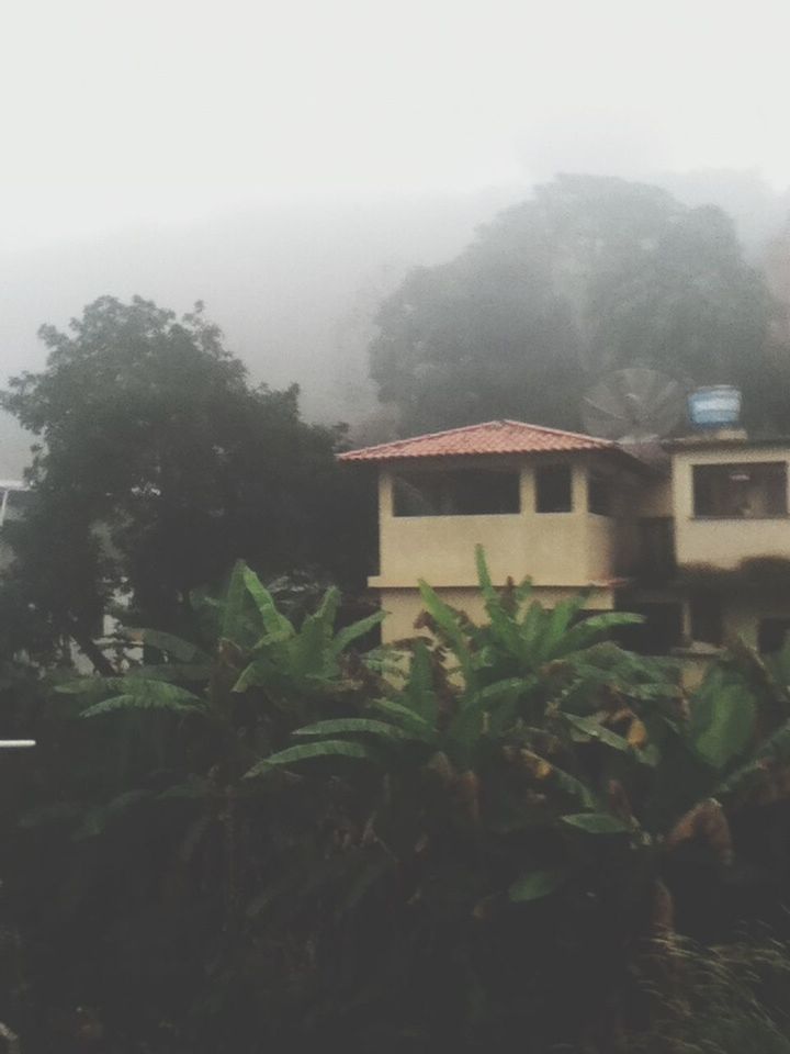 fog, weather, foggy, tree, nature, growth, built structure, plant, building exterior, architecture, beauty in nature, tranquility, day, sky, outdoors, season, house, rain, no people, green color