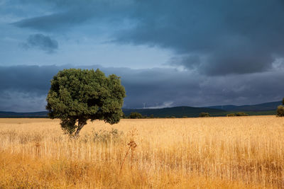 Scenic view of field against sky