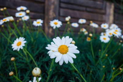 Close-up of white daisy flowers on field