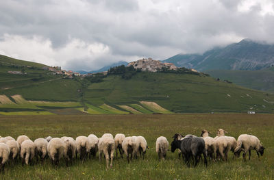 Sheep in a field with castelluccio di norcia village in the background umbria italy