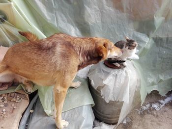 High angle view of dog and cat