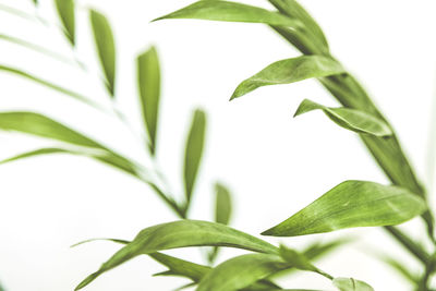 Close-up of leaves against white background