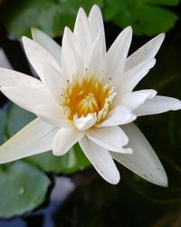 Close-up of white water lily