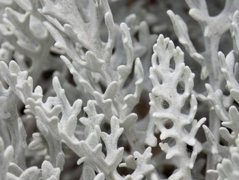 Full frame shot of fresh white flower