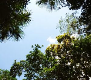 Low angle view of trees against sky