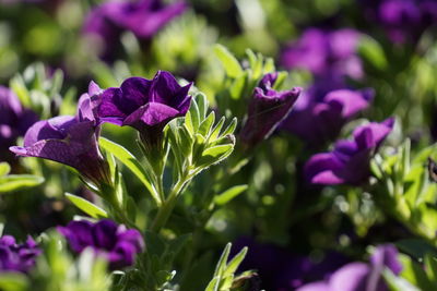 Close-up of purple flowering plants