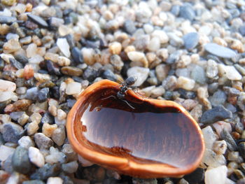 Close-up of crab on beach