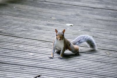 High angle view of squirrel on footpath
