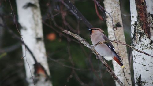 Close-up of cardinal perching on tree