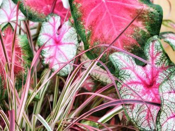 Close-up of pink flowering plants