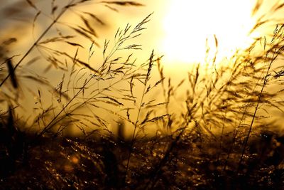 Close-up of silhouette plants against sky during sunset